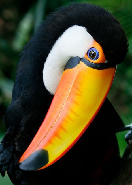 Toucan | dgward55 | Flickr Toco Toucan, Toucan Bird, Exotic Birds, Tropical Birds, Pretty Birds, Colorful Birds, Black And Yellow, Animal Planet, Nature Animals