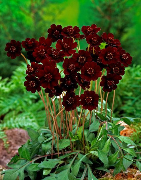 Chocolate cosmos flowers (Cosmos... - Garden Daily Ideas Scientific Names Of Flowers, Gardening Small Spaces, Chocolate Cosmos Flower, Flowers Cosmos, Chocolate Scent, August Flowers, Guerrilla Gardening, Chocolate Cosmos, Goth Garden