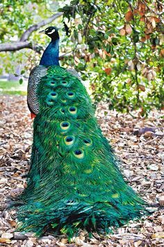 The dark side of the prettiest bird: Everything to know about raising peafowl - thisNZlife Wild Baby Rabbits, Female Peacock, Lifestyle Block, Peacock And Peahen, Baby Rabbits, Male Peacock, Big Trees, Wild Baby, Peacock Art