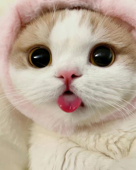 Cute Cat | Cute Kitty img cc :- kimbingmeiii7 #cat #cute cat #kitty #cat #cute cat #white cat #pretty cat #crazy cat #funny cat #cat cutie #cute kitties# cute cat pfps Cute Cat Face, Image Chat, Very Cute Dogs, Cats For Sale, Cute Cats Photos, Cute Cat Gif, Baby Kittens, Cat Aesthetic