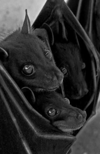 Bat Images, Fox Bat, Hanging Upside Down, Fruit Bat, Baby Bats, Cute Bat, Cute Creatures, Cute Little Animals, Animals Friends