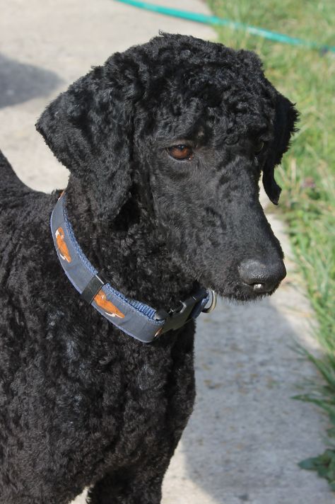 Poodle trim, face & ears & short all over Standard Poodle Short Haircut, Standard Poodle Summer Cut, Standard Poodle Haircut Styles Summer, Poodle Short Haircut, Standard Poodle Haircut Styles Short, Short Poodle Cuts, Poodle Haircut Styles Short, Poodle Summer Cut, Short Poodle Haircut