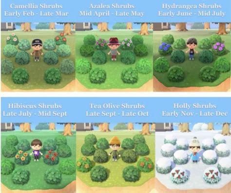 Animal Crossing Shrubs, Acnh Bush Clock, Acnh Shrub Clock, Azalea Animal Crossing, Acnh Shrubs, Acnh Fruit Tree Layout, Acnh Garden, Acnh Tips, Hibiscus Shrub