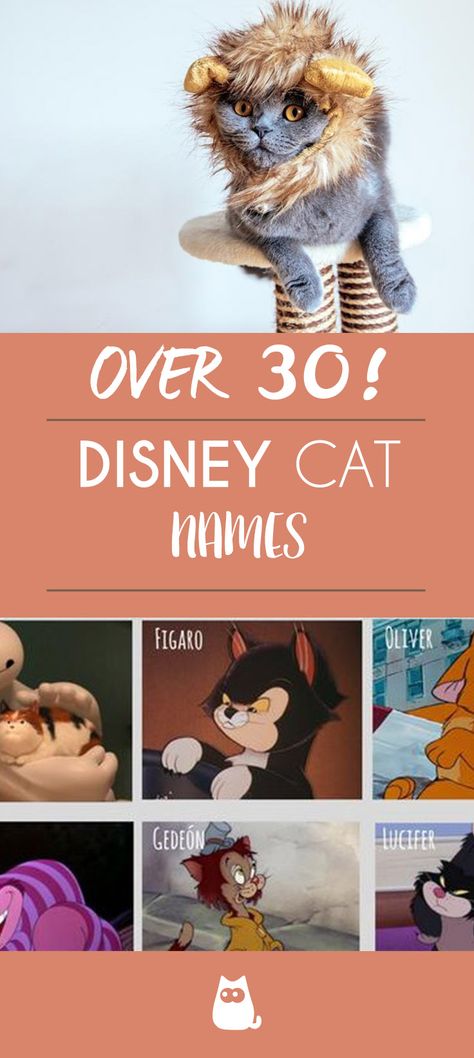 Have you just adopted a cat and love DISNEY? If so, this list is for you! What better way to do this than by naming your cat after one of your favorite Disney cats?For more, keep reading here at AnimalWised and discover our list of over 30 Disney cat names! 😻 #Disneycats #catnames #cutecatnames #catlovers #cutcats #kittens #disney Cat Names List, Cat Names Unique, Cute Names For Cats Kittens, Aristocats Names, Disney Animal Names, Disney Cats Names, Cats Of Disney, Names For Cats Girl, Kitten Names Boy