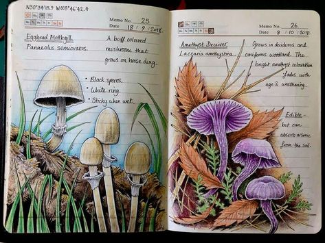 Fungi Art, Botanical Sketchbook, Bullet Journal Art, Art Diary, Mushroom Art, Nature Journal, Ethereal Art, Book Art Drawings, Sketchbook Art Inspiration