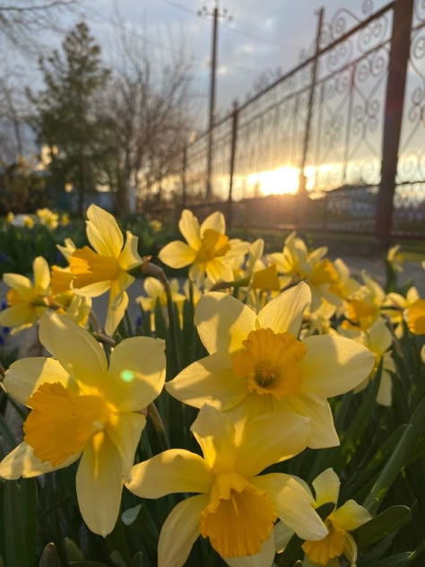 Dafodill Aesthetic, Yellow Daffodils Wallpaper, Daphodil Aesthetic, Pretty Yellow Flowers, Dafidol Flowers, Yellow Daffodils Aesthetic, Dafodill Flower Aesthetic, Flower Yellow Aesthetic, Yellow Spring Aesthetic