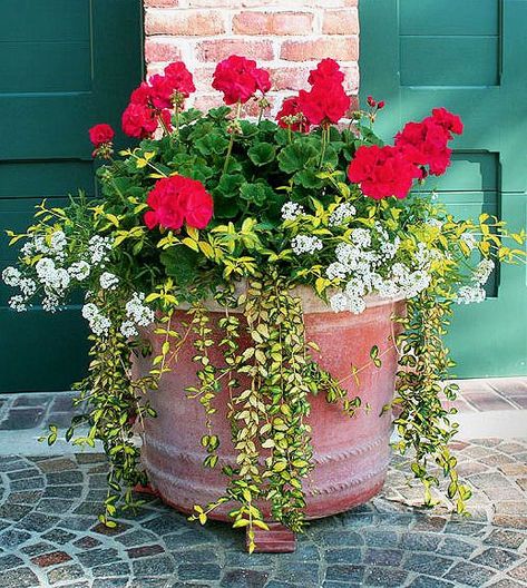 Geranium Planters, Vinca Vine, Diy Container, Porch Flowers, Container Gardening Flowers, Red Geraniums, Flower Pots Outdoor, Gardening 101, Plant Ideas