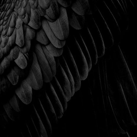 Fae Aesthetic, Dark Boy, Raven Wings, Maximum Ride, The Fallen Angel, Dark Wings, Angel Aesthetic, Black Angels, Black Wings