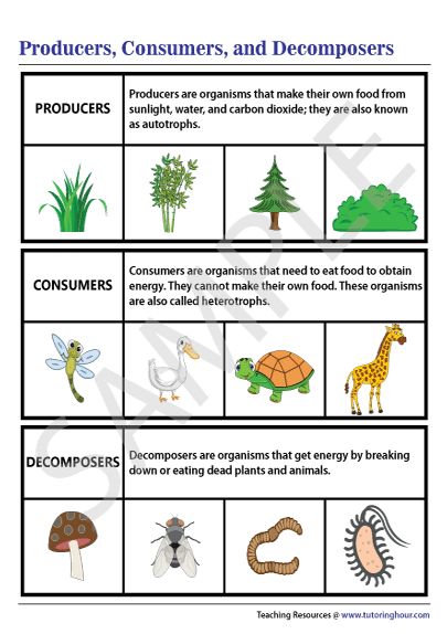 Producers, Consumers, and Decomposers Chart Producers Consumers Decomposers Activity, Decomposers Science Activity, Decomposers Activity, Producers Consumers Decomposers, Science Life Cycles, Science Chart, Trophic Level, Nature Club, Tech Lab