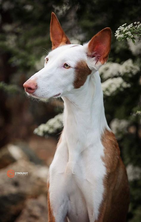 Dogs Pics, Ibizan Hound, All Breeds Of Dogs, Dog Anatomy, Canine Art, Cute Dog Pictures, Dog Photography, Dog Photos, Beautiful Dogs