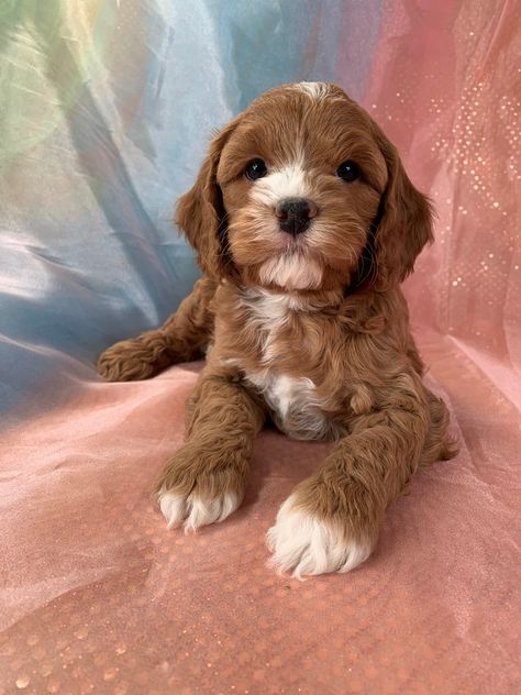 Cockapoo Colors, Cavapoo Full Grown Mini, Cavapoochon Full Grown, Red Cockapoo, Cavapoo Red And White, Cavapoo Dark Brown, Cockapoo Puppies For Sale, Cockapoo Puppies, Puppy Eyes