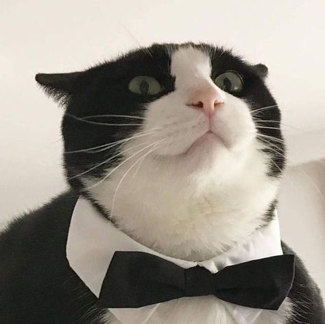 Cat M, Cat Icon, Tuxedo Cat, Silly Animals, Cat Aesthetic, Funny Cute Cats, Funny Cat Videos, Silly Cats