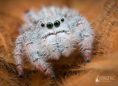 The Lil Fluffy Yeti Spider❣️ Fluffy Spider, Spider Species, Jumping Spiders, Pet Spider, Jumping Spider, Creepy Crawlies, Arthropods, Arachnids, Silly Animals