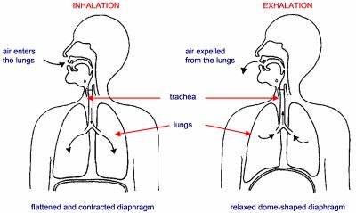 Breathing mechanism The Human Breathing System, External Respiration, Mechanics Of Breathing, Mechanism Of Breathing, Intercostal Muscles, 478 Breathing Technique, Lung Segmental Anatomy, Sports Science, Respiratory System