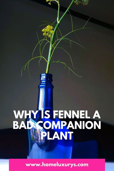 Best fennel companion plants : Why is fennel a bad companion plant what to plant & what to avoid Our guide on fennel companion planting explains why florence is a poor companion plant and how fennel attracts beneficial predator insects. Growing Fennel, Herb Companion Planting, Garden Companion Planting, Compost Tea, Companion Plants, Companion Planting, Fennel, Energy Drink Can, Red Bull