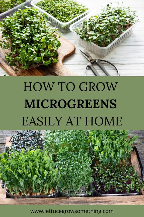 How to Grow Microgreens pins Amaranth Microgreens, Growing Arugula, Microgreens Growing, Microgreens Garden, Grow Microgreens, Growing Sprouts, Micro Greens, Hydroponic Farming, Hydroponics Diy