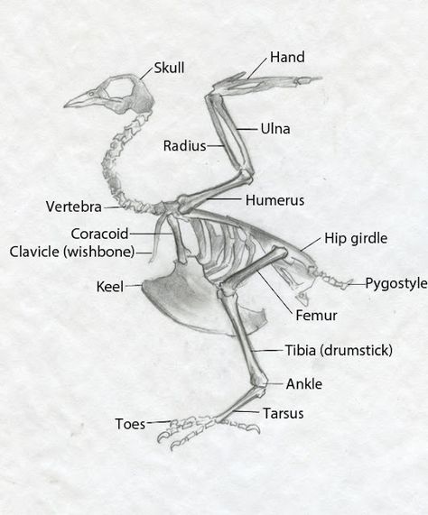 Bird Anatomy Drawing, Birds Anatomy, Chicken Anatomy, Wing Anatomy, Comparative Anatomy, Bird Anatomy, Bird Reference, Animal Studies, Male Figure Drawing