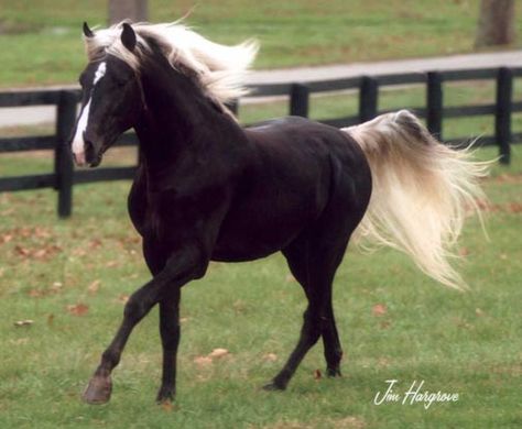 Fox Trotters USA -Hardrock Rocky Mountain Horse, Canadian Horse, Mountain Horse, Barrel Racing Horses, Morgan Horse, Black Horses, Most Beautiful Horses, Most Beautiful Animals, Horse World