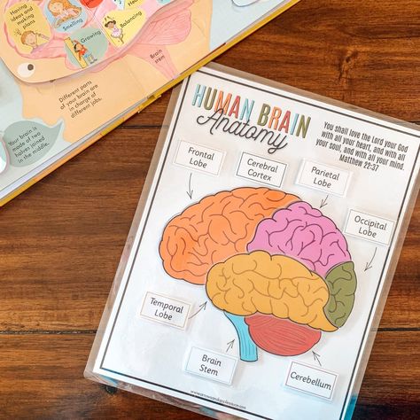 Brain Anatomy And Function, Science Games For Kids, Human Brain Anatomy, Anatomy Education, Brain Puzzle, Brain Parts, Brain Models, Homeschool Science Curriculum, Homeschool Activity