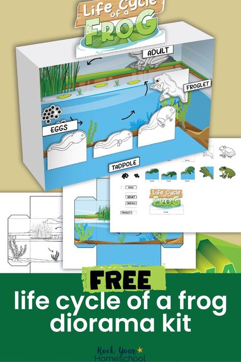 Frog Life Cycle Worksheet Free Printable, Life Cycle Of A Frog Activities, Frog Life Cycle Project, Life Cycle Of Animals Project, The Life Cycle Of A Frog, Frog Life Cycle Craft Preschool, Paper Diorama Templates Free Printable, Life Cycle Of A Frog Craft, Life Cycle Projects For Kids