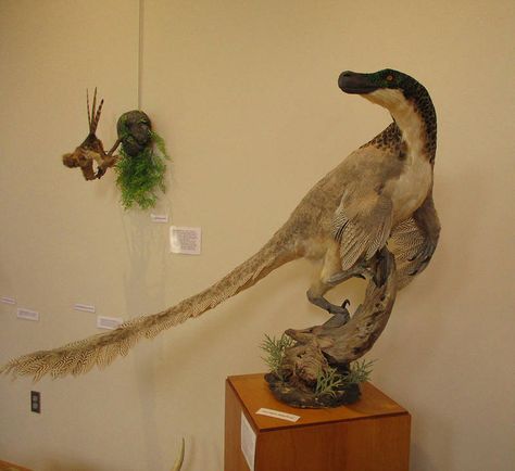 Velociraptor by Book-Rat Feathered Dinosaurs, Zoo Ideas, Cool Dinosaurs, Prehistoric Wildlife, Dinosaur Images, Dinosaur Pictures, Draw Animals, Taxidermy Art, Drawing Animals