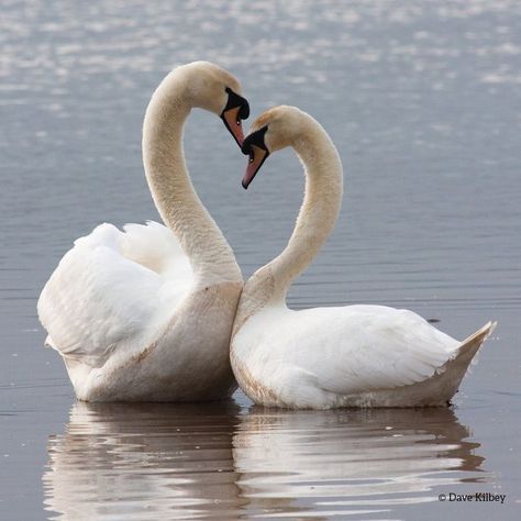 Swan Pictures, Swan Love, Swan Painting, Mute Swan, Swans Art, Beautiful Swan, About Nature, Who Cares, Sweet Animals