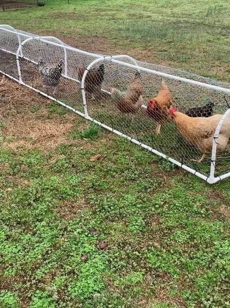 Chicken Playground Ideas Diy, Diy Chicken Run Cheap, Backyard Chickens Diy, Chicken Tunnels, Chicken Coop Garden, Chicken Barn, Chicken Pen, Portable Chicken Coop, Backyard Chicken Coop Plans