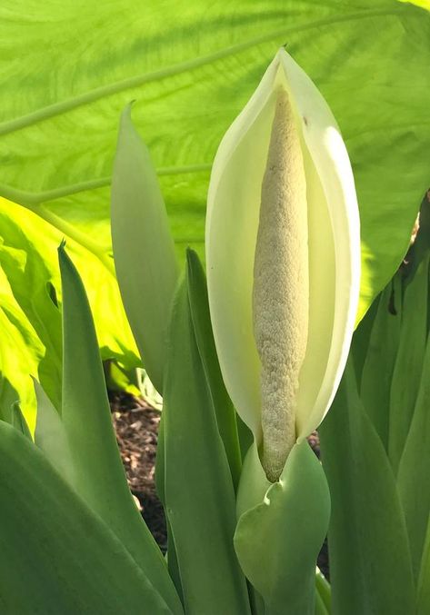 Image of Colocasia gigantea 'Laosy Giant' Leucocasia Gigantea, Colocasia Gigantea, Elephant Ear Flower, Elephant Ear Bulbs, Rabbit Resistant Plants, Clematis Varieties, Taro Plant, Jungle Flowers, Elephant Ear Plant