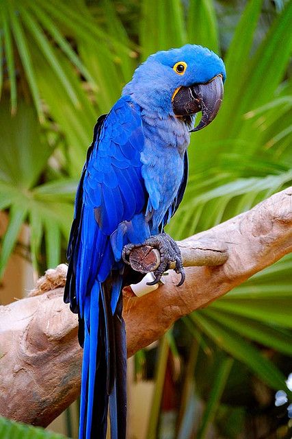 Hyacinth macaw - I hope one day I can own one Hyacinth Macaw, Blue Parrot, Regnul Animal, Parrot Pet, Blue Macaw, Parrots Art, Macaw Parrot, Blue Boy, Parrot Bird