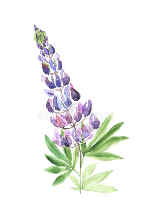 Watercolor hand painted wildflower lupin. Illustration about colorful, branche, flower, blooms, modern, paper, botany, group, backdrop, decoration, hand, lupin, background - 151506890 Watercolor Lupine Flower, Lupin Watercolor, Lupin Illustration, Watercolor Lupine, Lupine Tattoo, Idaho Wildflowers, Lupin Flower, Meadow Background, Lupine Flowers