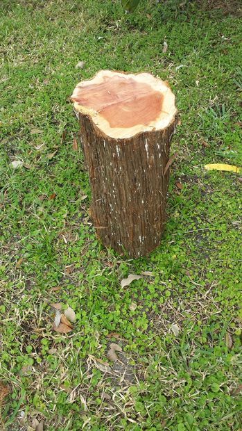 Cedar Log Wood Bowl Cedar Log Projects Diy, Cedar Crafts, Cedar Plant, Cedar Wood Projects, Log Projects, Log Planter, Cedar Log, Cedar Tree, Cypress Wood