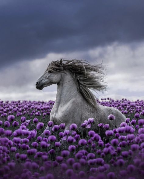 Horses With Flowers, Horses And Flowers, Purple Horse, Fairy Photoshoot, Beautiful Horse Pictures, Horse Wallpaper, Horse Aesthetic, Most Beautiful Horses, Horse Crazy