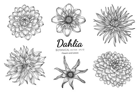 Hand Drawn Dahlia, Drawing Of Dahlia Flower, Dahlia Floral Tattoo, Tattoo Ideas Dahlia, Dainty Dahlia Tattoo, Dahlia Sunflower Tattoo, Flower Tattoos Dahlia, Dahlia And Rose Tattoo, Dahlia Flower Tattoo Sleeve