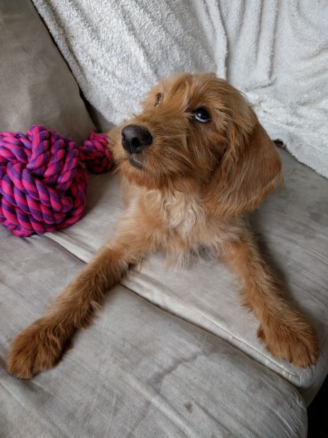 Adorable red Labradoodle Puppy Short Hair Ginger, Red Labradoodle, Hair Ginger, Labradoodle Puppy, Labradoodle, Red Fox, Big Dogs, Animal Kingdom, Dream Life