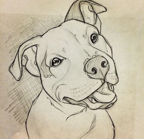 Ig pic Pitt Bull Drawing, Staffie Drawings, Bully Dog Drawing, How To Draw A Pitbull, Drawings Of Pitbulls, Pitbull Drawing Pencil, Dog Drawing Pitbull, Cute Pitbull Drawing, Pitbull Dog Drawing