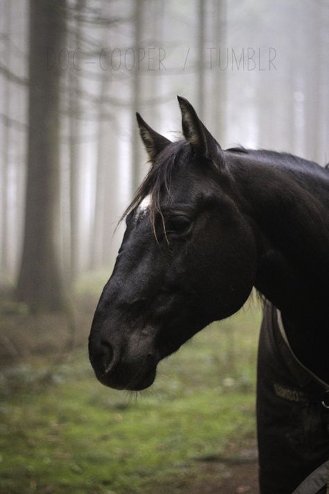 CW DOC COOPER X Ambassadors, Lost Souls, Horse Aesthetic, Black Horses, Friesian Horse, Two Kids, All The Pretty Horses, Equine Photography, Horse Life