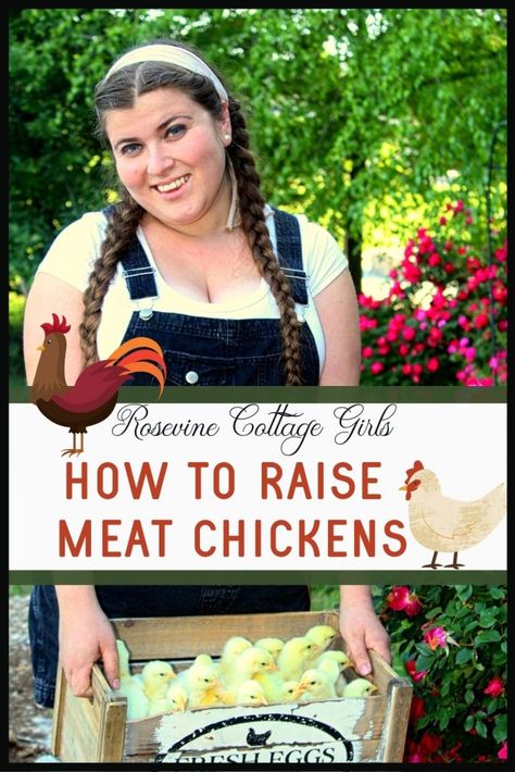 Meat Chickens Breeds, Raising Meat Chickens, Raising Chicken, Laying Chickens, Meat Birds, Raising Chicks, Meat Markets, Perfect Chicken, Chicken Eating