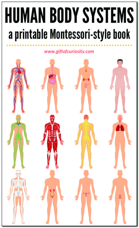 HUMAN BODY SYSTEMS BOOK: This printable, Montessori-style book about the systems of the human body features 12 different systems (skeletal system, muscular system, circulatory system, etc.). This book is designed to be super easy to assemble, and it has just the right amount of information to give kids a brief introduction to the key components of each system. #humanbody #printables #giftofcuriosity #montessori || Gift of Curiosity Muscular System For Kids, Human Body Systems Projects, Body Systems Project, Human Body System, Human Body Printables, Human Body Unit Study, Integumentary System, Human Body Unit, Math Activities For Kids