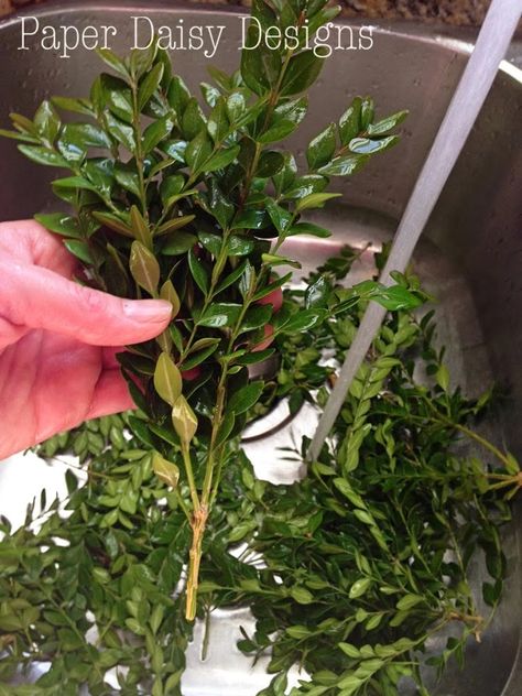 Preserving Boxwood: How to and a Challenge | DeeplySouthernHome Plant Wreath, Circle Wreath, Preserved Boxwood, Paper Daisy, Backyard Designs, Boxwood Wreath, Wreaths And Garlands, Topiaries, Wreath Tutorial