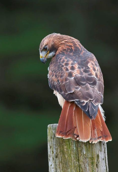 The Red-tailed Hawk (Buteo jamaicensis) is a bird of prey that breeds throughout most of North America, from western Alaska and northern Canada to as far south as Panama and the West Indies, and is one of the most common hawks in North America. (Photo Dave Van de Laar) Raptors Bird, Bird Sitting, Red Tailed Hawk, Colorful Bird, All Birds, Exotic Birds, Pretty Birds, Colorful Birds, Birds Of Prey