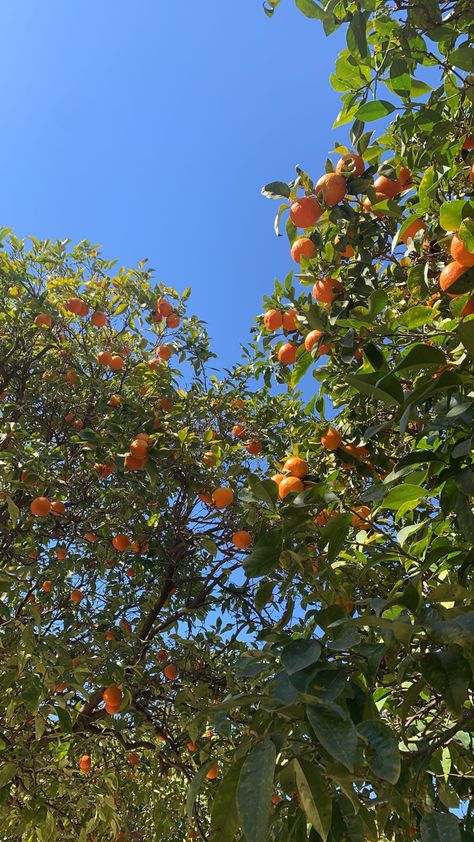 A wonderful sunny day spent walking through the city of Valencia - Wallpaper worthy 🍊 Valencia Core, Orange Tree Wallpaper, Sunny Aesthetic Wallpaper, Spain Wallpaper Iphone, Spanish Wallpaper Aesthetic, Sunny City Aesthetic, Sunny Day Wallpaper, Spain Wallpaper, Valencia Aesthetic