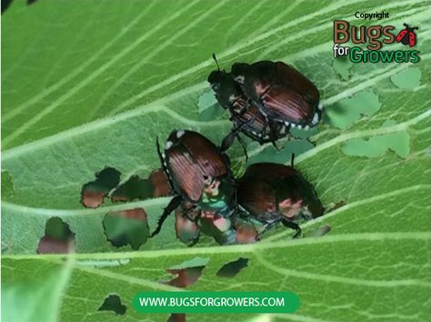 Early October is the best month to kill Japanese beetle grubs with beneficial nematodes — Nematode Information Beneficial Nematodes, Killing Japanese Beetles, Bug Eating Plants, Japanese Beetle, Bad Bugs, Diy Pest Control, Japanese Beetles, Garden Pest Control, Insect Pest