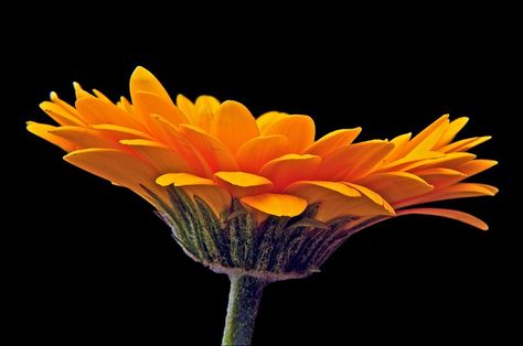 Gerbera Side View by peter murray in derbyshire, Flower Side View, 8 Seconds, Head Stand, The Shot, Doodle Art Designs, Robot Art, Natural Lighting, Orange Flower, Clay Flowers