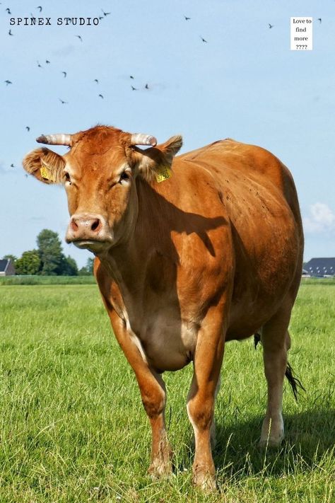 Cattle are large, domesticated, cloven-hooved herbivores, adult females are referred to as cows and adult males are referred to as bulls. Male Cow, Female Cow, Male And Female, Art Reference, Cow, Animals, Art