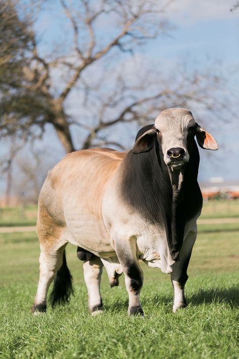 Brahma Bull, Breeds Of Cows, Bucking Bulls, Longhorn Cattle, Bull Cow, Beef Cattle, Cattle Farming, Cattle Ranching, Cow Calf