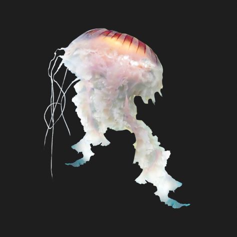 Jellyfish Carrd Png, Jellyfish Png Aesthetic, Mermaid Png Aesthetic, Fish Png Aesthetic, Seashell Png, Mermaid Png, Jellyfish Mermaid, Jellyfish Png, Fish Collage