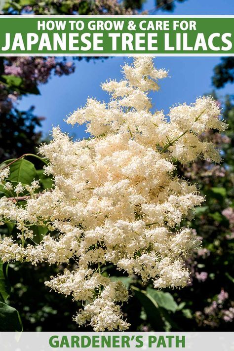 A close up vertical image of a flowering Japanese tree lilac (Syringa reticulata) growing in the garden pictured on a blue sky background. To the top and bottom of the frame is green and white printed text. Japanese Lilac Tree Front Yards, Ivory Silk Japanese Lilac Tree, Ivory Silk Lilac Tree, California Lilac Tree, Propagating Trees, White Lilac Tree, Korean Lilac Tree, Japanese Lilac Tree, Japanese Lilac