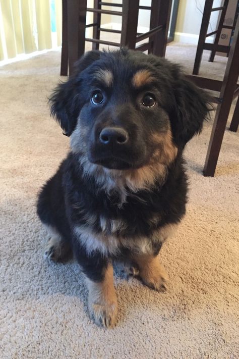 Golden Retriever and Australian Shepard mix breed. Rottweiler Golden Retriever, Rottweiler Australian Shepherd, Golden Retriever Mix With German Shepard, German Shepard Golden Retriever Mix Puppy, Golden Retriever Rottweiler, Rottweiler And German Shepherd, Golden Retriever Australian Shepherd, Cute Dog Mixes, Australian Shepard Mix