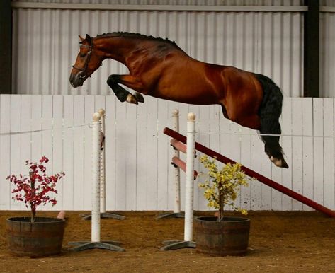 Gorgeous bay warmblood jumping Horse Jumping Side View, Free Jumping Horse, Horse Jumping Photography, Horse Free Jumping, Horses Jumping, English Horses, Jumping Pictures, Hunter Jumper Horses, Lusitano Horse