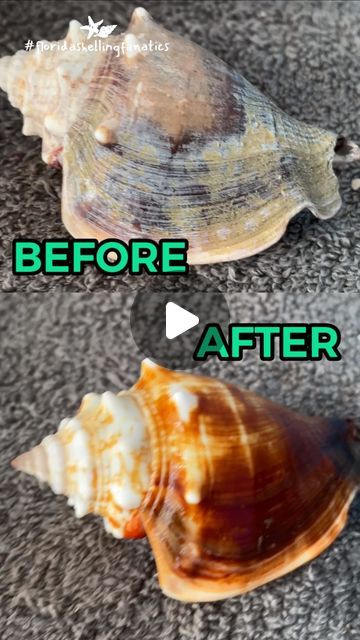 Florida Beach Shelling on Instagram: "🏝️ Here’s our new process for cleaning shells! 🐚 We are using Safe-HCL in place of Muriatic Acid and Acid Magic. 🎥 ⬇️ Watch the video and you’ll quickly see why we prefer Safe-HCL for cleaning shells. 🧼 💪💯  ***DM for link*** 🤗 Check it out…  📎 Safe-HCL: https://bit.ly/3wElg7V  #safehcl #shellcleaning #howtocleanshells #muriaticacid #acidmagic #floridashells #shells #floridabeachshelling #shelling #cleaningshells #shellcleaning #beachshelling #floridashellingfanatics🐚" How To Clean Sea Shells From The Beach, Cleaning Shells, Cleaning Sea Shells, Muriatic Acid, Magic Shell, Big Shell, Beach Video, Florida Beach, Clam Shell